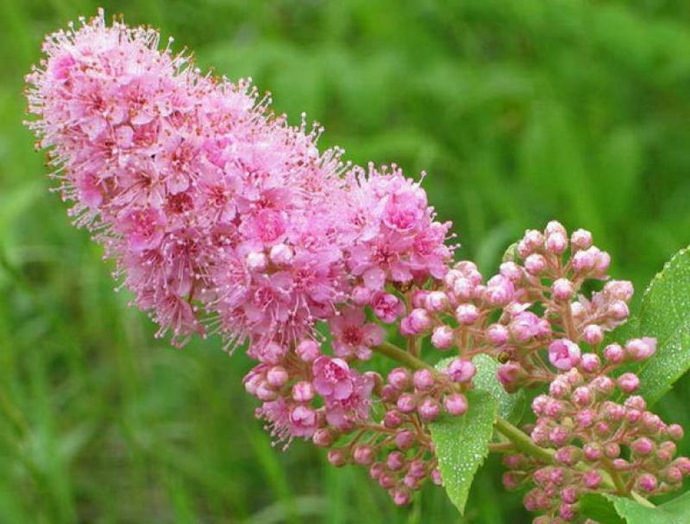 Спирея иволистная