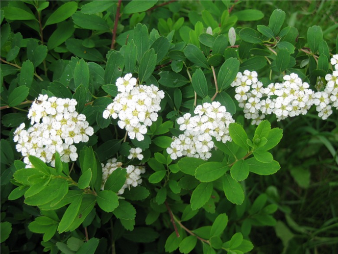 Спирея ниппонская