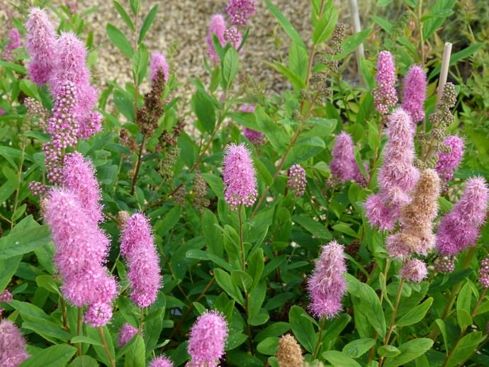 Спирея гибридная Билларда