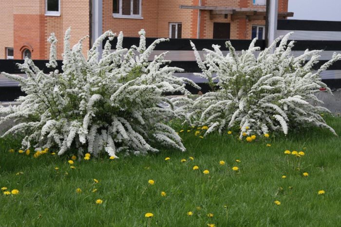 Спирея серая