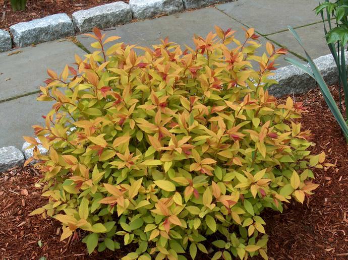 Спирея – выбор многих дачников Урала и других областей России