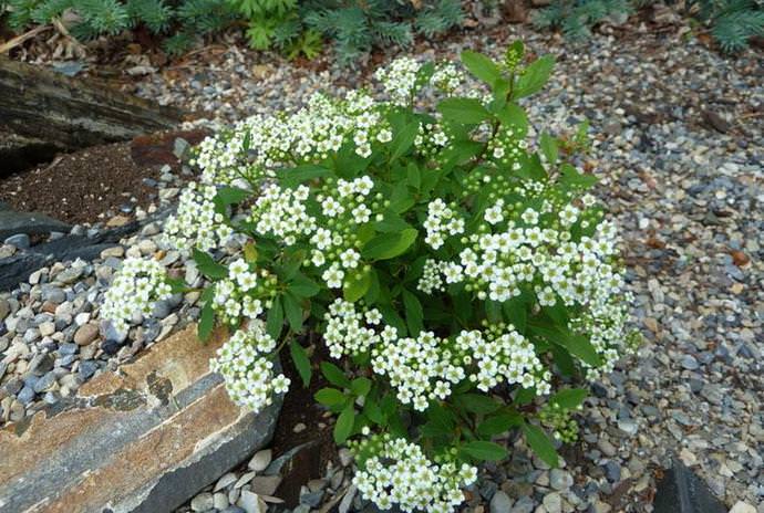 Спирея очень неприхотливое растение, и ухаживать за ним не составит особого труда