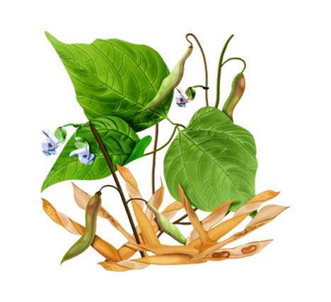 Применение стручков фасоли в медицине способствует излечению от множества недугов