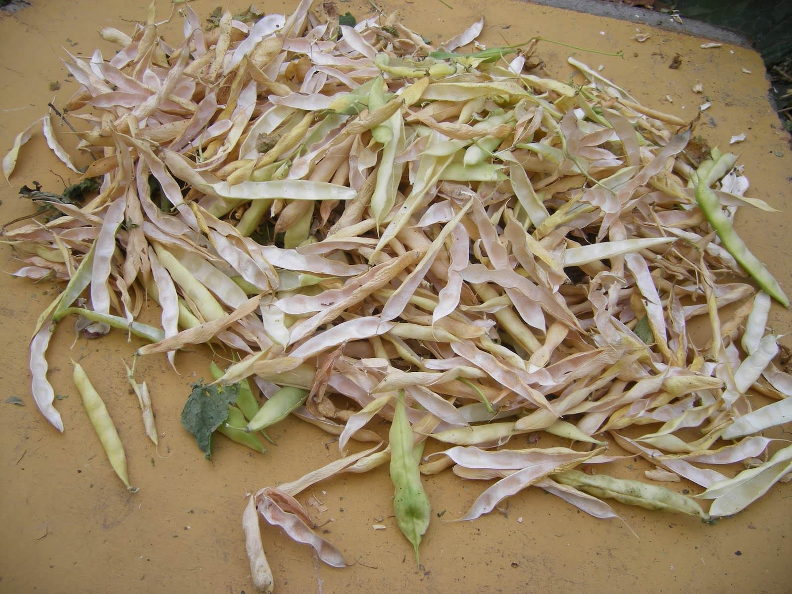 Заготовка створок производится в период созревания бобов