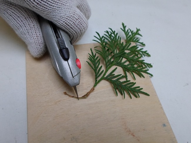 Основным достоинством размножения хвойника в осенний период является возможность получения полноценного растения через три года