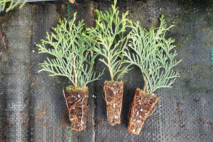 Черенкование туи является самым удобным в условиях комнатного и приусадебного цветоводства