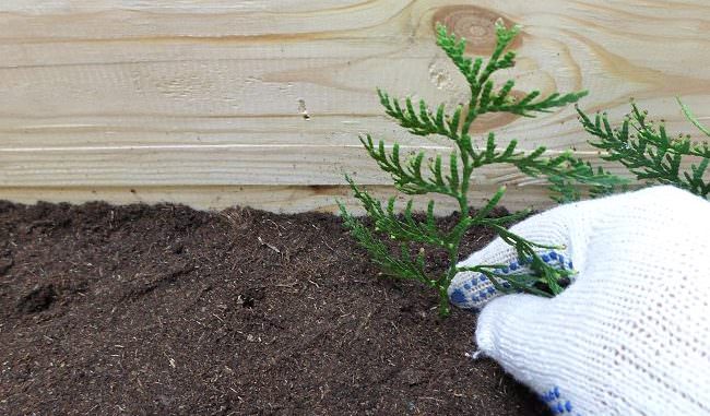 Идеальным сроком для посадки черенка туи является сентябрь и начало октября