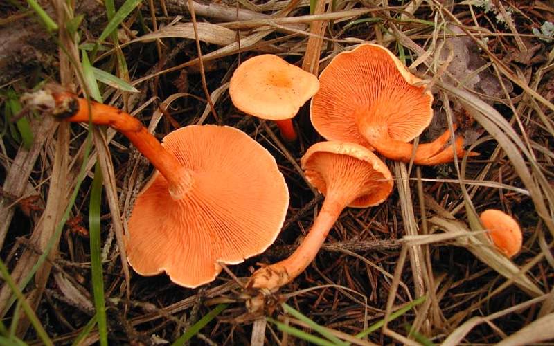 Ложные лисички