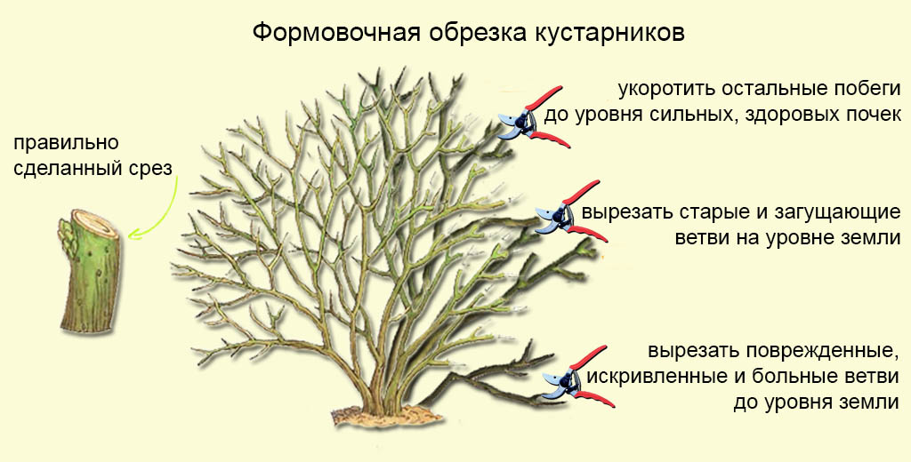 Формирование кроны проводят у тех кустов, которые посадили как минимум 3 года назад