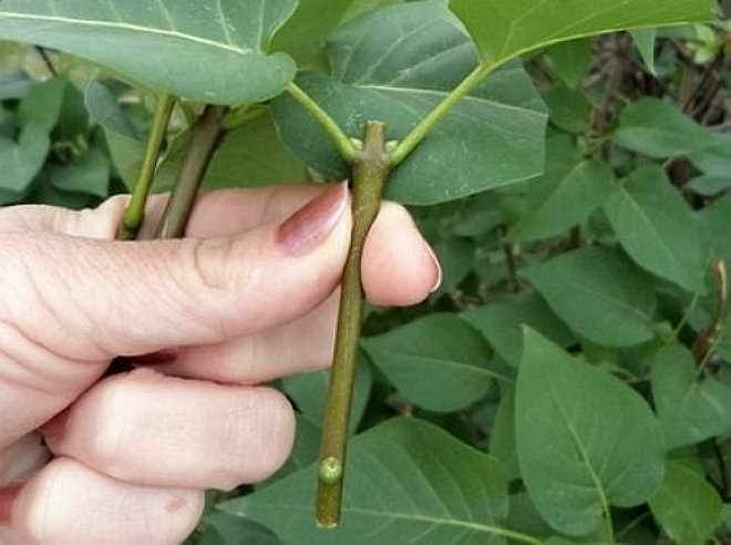 Черенкование сирени – один из самых распространенных способов размножения куста