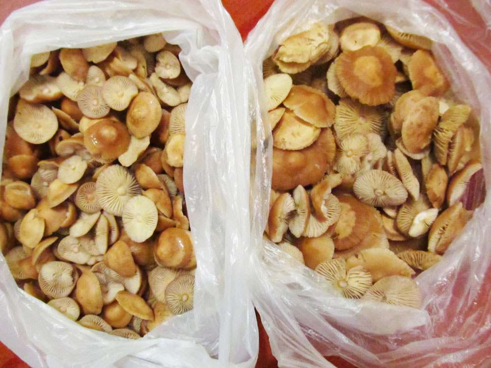 Зимние опята отлично подходят для засолки, маринования, обжаривания и отваривания