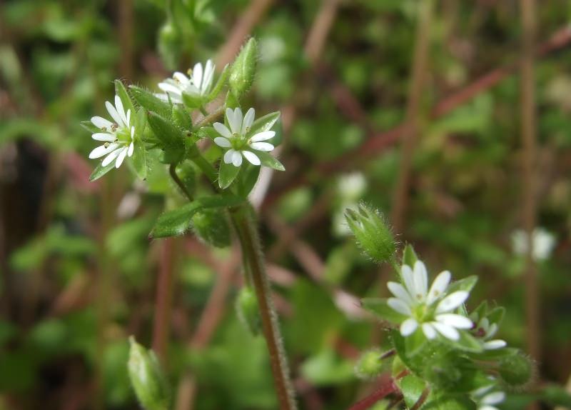 Звездчатка может быть многолетним и однолетним растением