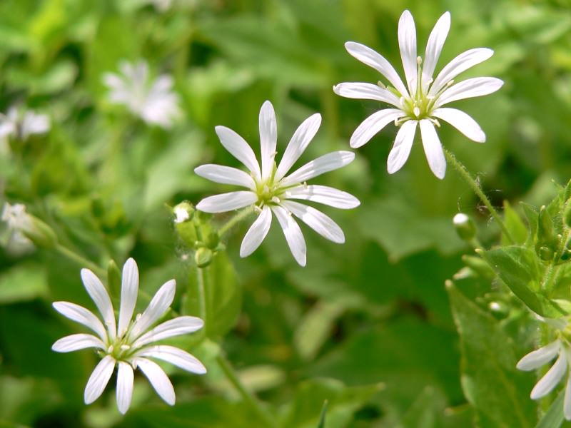 Звездчатка дубравная (лесная)