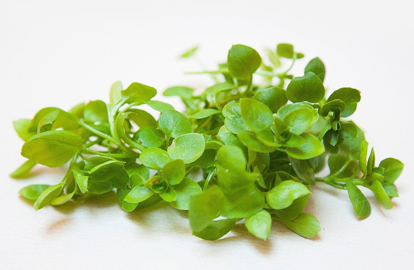 Для заготовки лекарственного материала требуется заготовить только верхнюю наземную часть