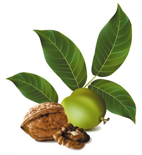 В листьях грецкого ореха содержиться большое количество полезных веществ