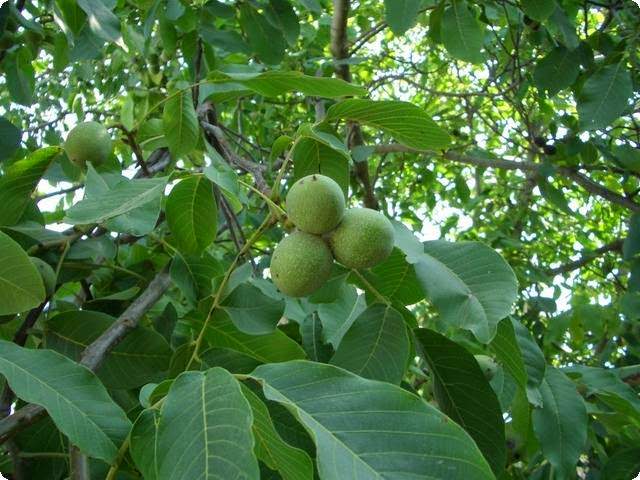 В листьях содержится большая концентрация витамина С