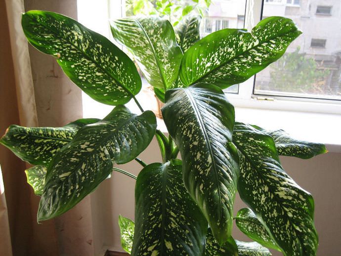 Диффенбахия прелестная или диффенбахия приятная (Dieffenbachia amoena)