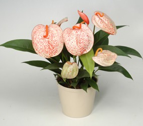 Наиболее приспособленный к выращиванию в домашних условиях антуриум Шерцера