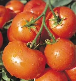Томат Дубрава относится к числу популярных и продуктивных ультраскороспелых сортов