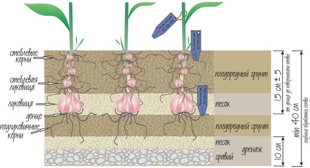 Высаживать луковицы Тигровой лилии следует согласно схеме 20 x 20 см с заглублением посадочного материала на 10-15 см