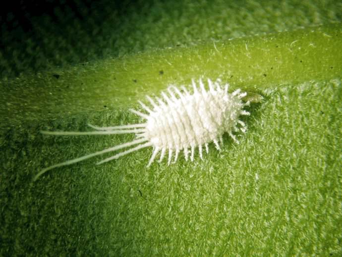 Достаточно распространенным вредителем Spathiphyllum является мучнистый червец