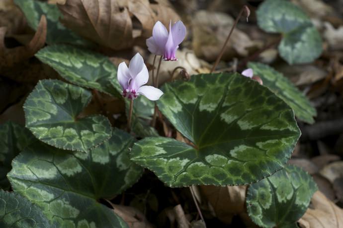 Цикламен африканский (C.africanum)