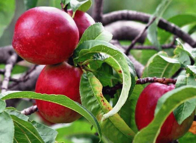 Положительные отзывы и высокую оценку садоводов в последнее время заслуживает сорт нектарина Скиф