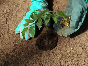 Во время роста помидоры нужно подкармливать