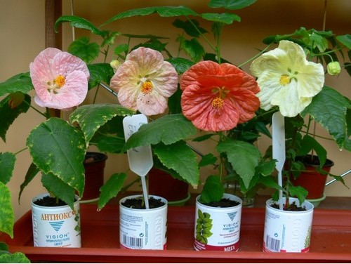 В домашних условиях абутилон выращивается из семян