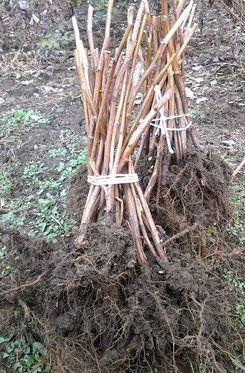 Осенняя посадка малины имеет гораздо больше плюсов