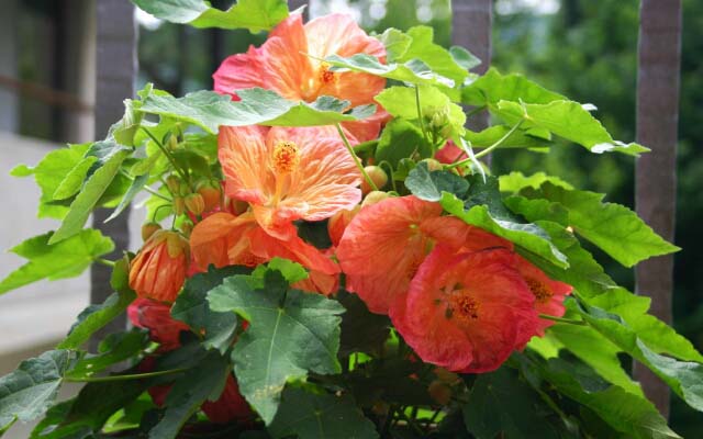 Необходимо обеспечить абутилону яркое, но при этом рассеянное освещение