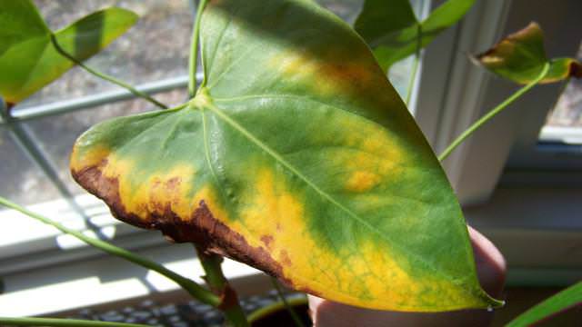 Инфекционные болезни, поражающие антуриум, также немногочисленны – это серая гниль и пятнистость листьев