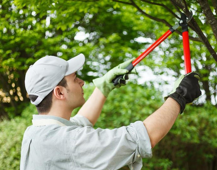 Одновременно можно удалять не более 20-25% от общего объёма кроны
