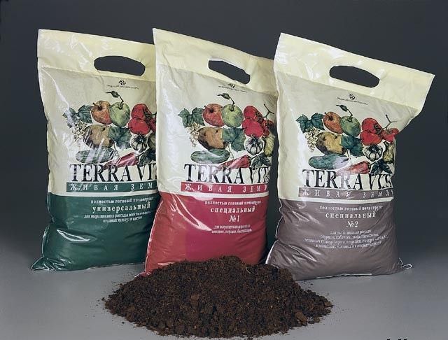 Комнатный клен относится к числу наиболее неприхотливых растений, но для сохранения декоративности потребуется использовать для выращивания влагопроницаемый, достаточно легкий грунт