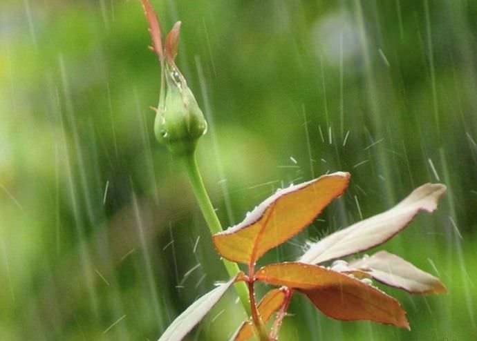 Мучнистая роса может быть спровоцирована резкими температурными колебаниями