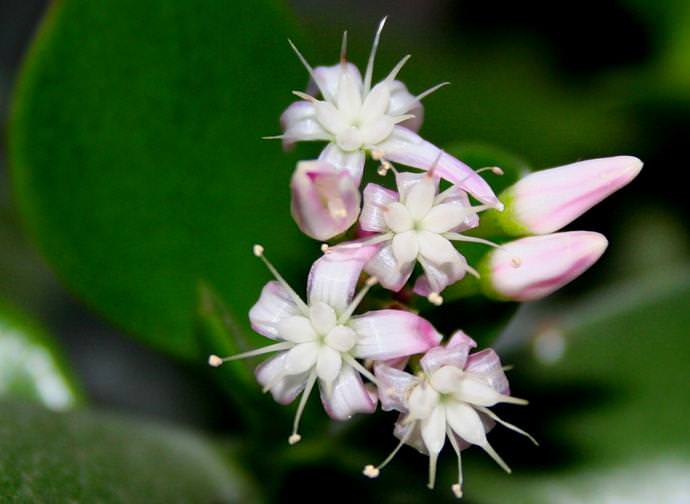 Лечебные свойства и полезные воздействия толстянки на организм человека обусловлены химическим составом этого растения