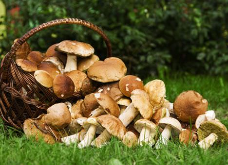 С августа у ценителей тихой охоты по всей России наступают самые горячие дни