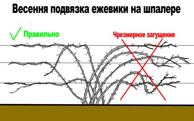 При соблюдении агротехники растения не нуждаются в повышенном внимании и образуют высокий, стабильный урожай
