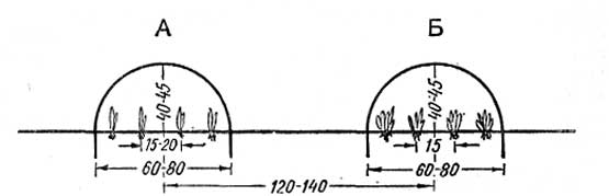 Под пленочное укрытие сажать редис можно уже в марте, что позволяет получить максимально ранний урожай