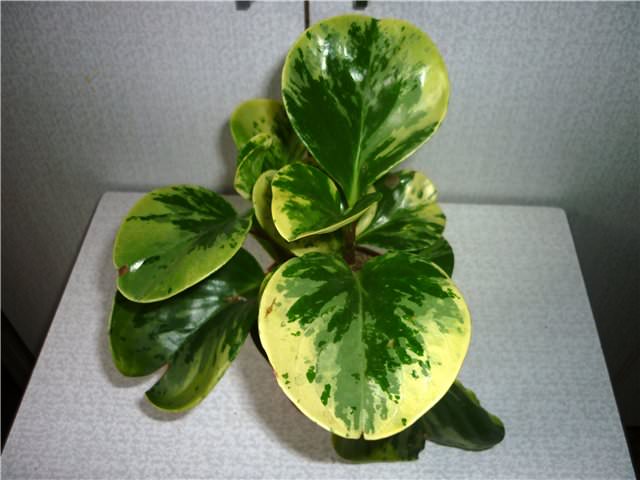 Пеперомия вариегатная (P.obtusifolia variegata)