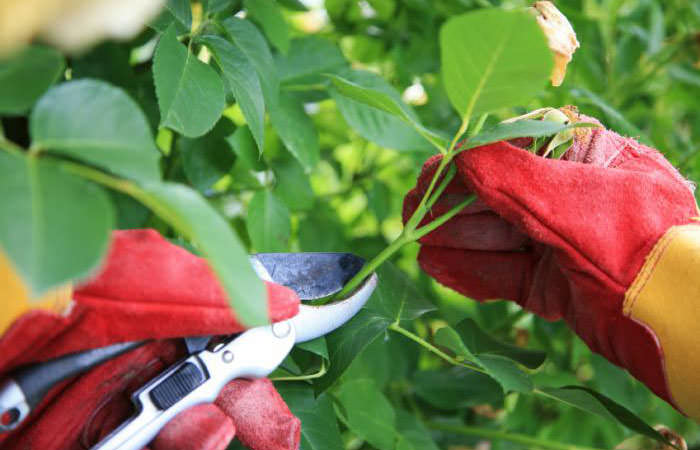 Особого внимания требует осуществление своевременной и грамотной обрезки