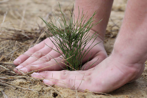 Посадка сосны из леса должна осуществляться правильно