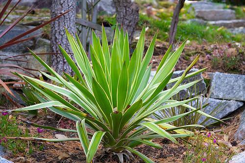 Юкка прекрасно растёт не только в домашних условиях, но и на цветниках открытого грунта