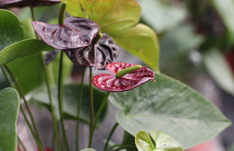 В условиях комнатного цветоводства выращивается достаточно экзотический вариант красного антуриума Dark Red Anthurium