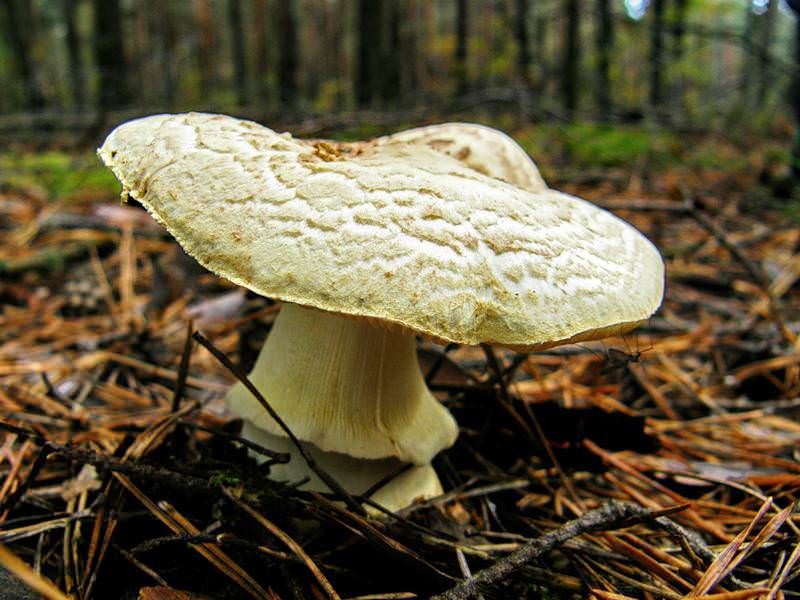 Энтолома ядовитая – смертельно опасный гриб, известный многим под названием ядовитый розовопластинник