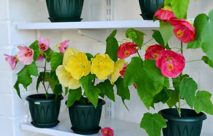 Цветочный горшок с абутилоном должен быть расположен на хорошо освещаемом или с незначительным затенением месте без наличия сквозняков