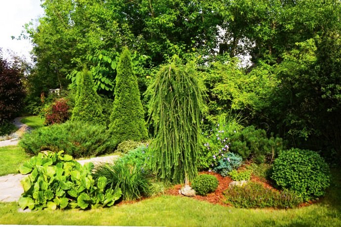 При оформлении приусадебного ландшафта в последнее время всё чаще используются растения с плакучей кроной