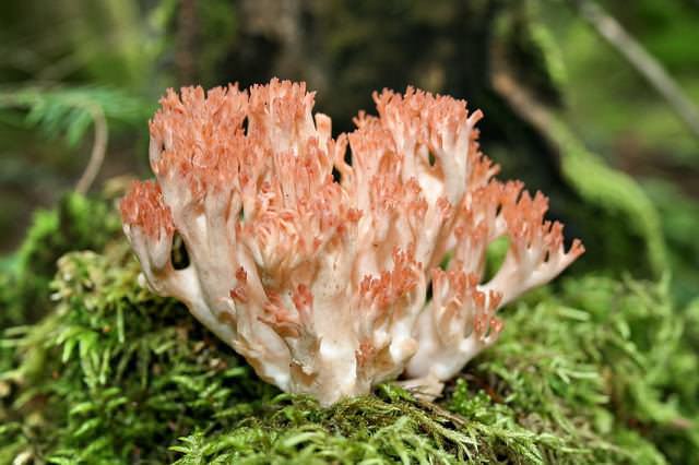Hericium coralloides находят широкое применение в традиционной китайской медицине, где используются в лечении желудочных и желудочно-кишечных заболеваний
