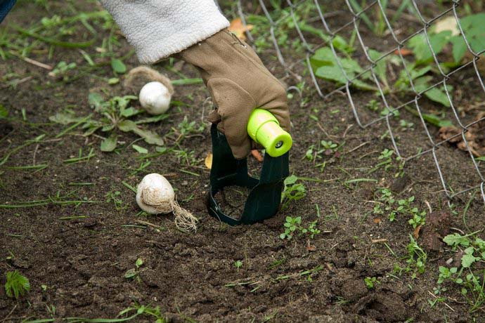 Для осеннего посева подходит последняя декада октября и первая декада ноября