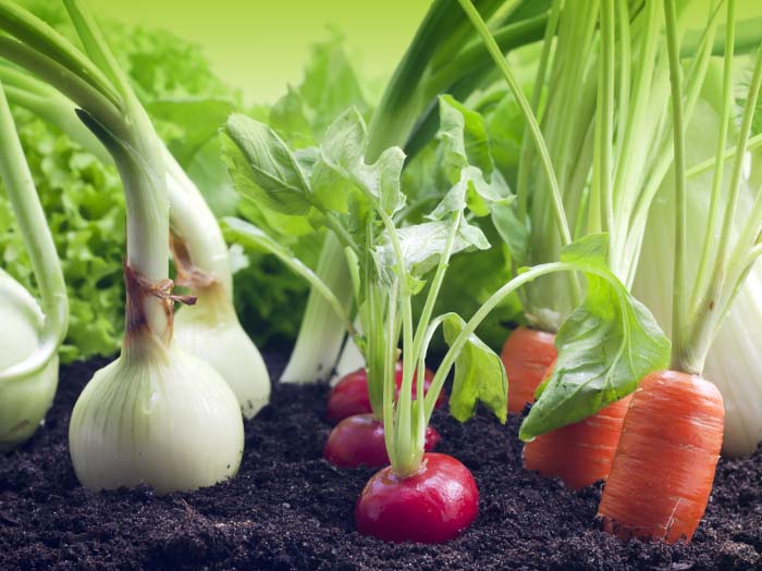 Препарат Эпин используется для повышения показателей общей продуктивности растений